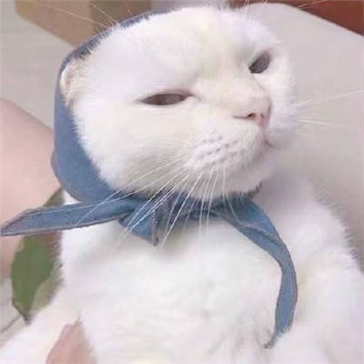 丑萌情侣头像一对萌宠系列🐾精选丑萌情头一人一张