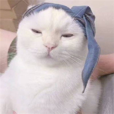 丑萌情侣头像一对萌宠系列🐾精选丑萌情头一人一张