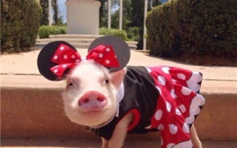 猪猪情侣头像一男一女🐷精选最火猪猪CP情头