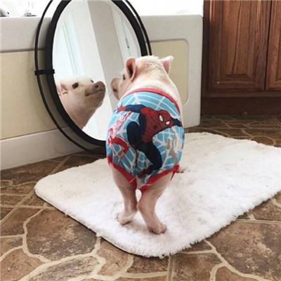 猪猪情侣头像一男一女🐷精选最火猪猪CP情头