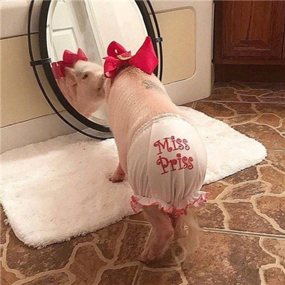 猪猪情侣头像一男一女🐷精选最火猪猪CP情头