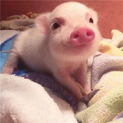 猪猪情侣头像一男一女🐷精选最火猪猪CP情头