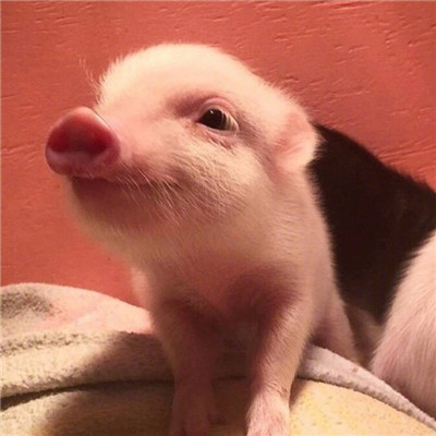 猪猪情侣头像一男一女🐷精选最火猪猪CP情头