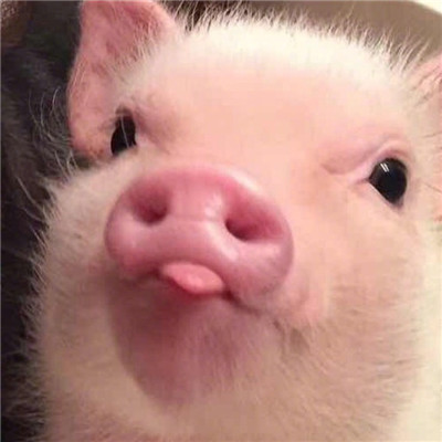 猪猪情侣头像一男一女🐷精选最火猪猪CP情头