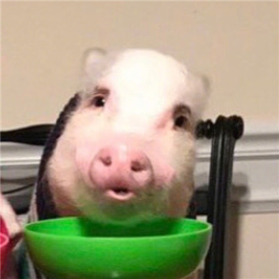 猪猪情侣头像一男一女🐷精选最火猪猪CP情头