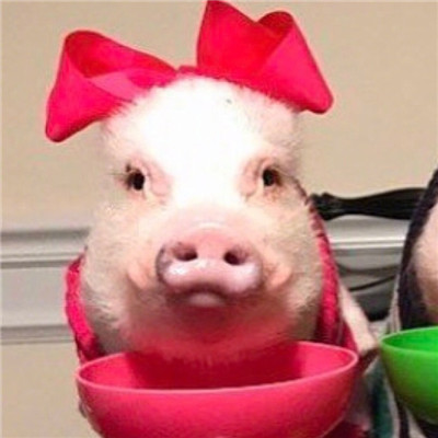 猪猪情侣头像一男一女🐷精选最火猪猪CP情头