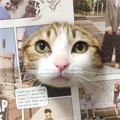 猫猫头像情侣双人两张🐱最火猫咪情侣头像一对两张
