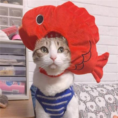 猫猫头像情侣双人两张🐱最火猫咪情侣头像一对两张