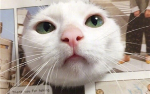 猫猫头像情侣双人两张🐱最火猫咪情侣头像一对两张