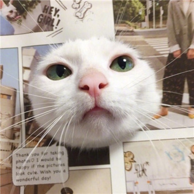 猫猫头像情侣双人两张🐱最火猫咪情侣头像一对两张