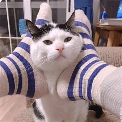 猫猫头像情侣双人两张🐱最火猫咪情侣头像一对两张