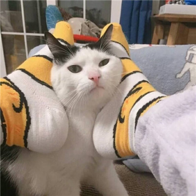 猫猫头像情侣双人两张🐱最火猫咪情侣头像一对两张