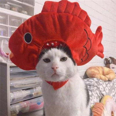 猫猫头像情侣双人两张🐱最火猫咪情侣头像一对两张