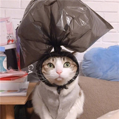 猫猫头像情侣双人两张🐱最火猫咪情侣头像一对两张