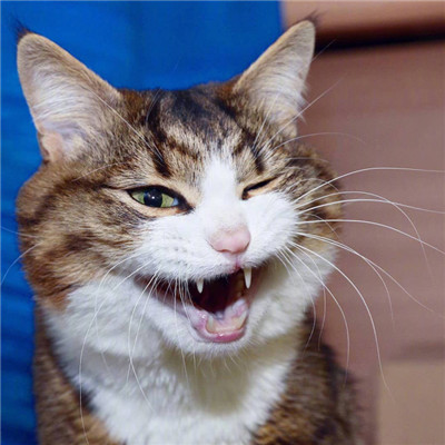 猫猫头像情侣双人两张🐱最火猫咪情侣头像一对两张