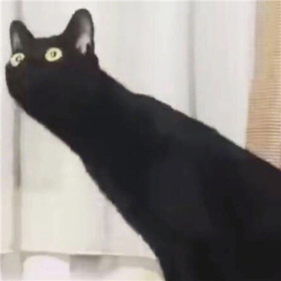 猫猫头像情侣双人两张🐱最火猫咪情侣头像一对两张