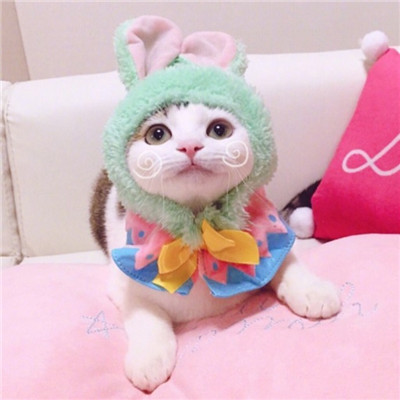 猫猫头像情侣双人两张🐱最火猫咪情侣头像一对两张