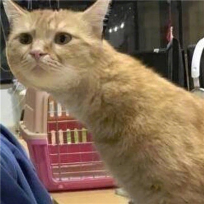 猫猫头像情侣双人两张🐱最火猫咪情侣头像一对两张