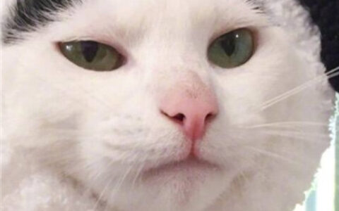 猫咪情侣头像一左一右🐾两只猫咪情侣头像一对