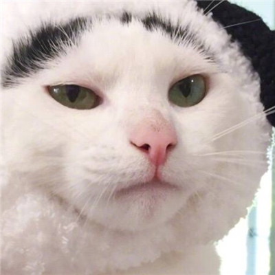 猫咪情侣头像一左一右🐾两只猫咪情侣头像一对