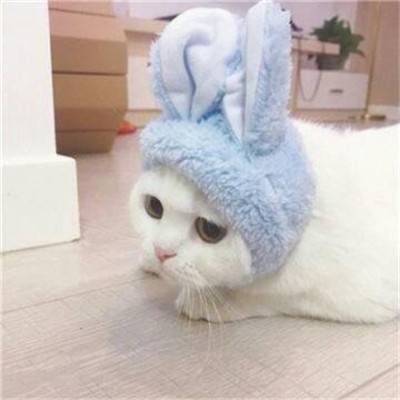 情侣头像可爱小动物的一人一张🐾精选微信最新动物CP情头一猫一狗