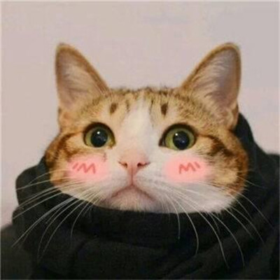 情侣头像可爱小动物的一人一张🐾精选微信最新动物CP情头一猫一狗