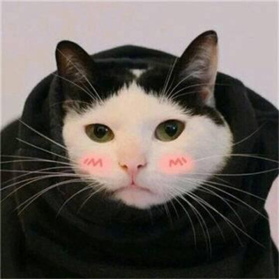 情侣头像可爱小动物的一人一张🐾精选微信最新动物CP情头一猫一狗