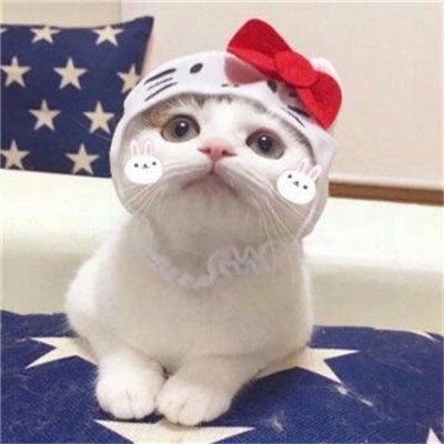 情侣头像可爱小动物的一人一张🐾精选微信最新动物CP情头一猫一狗