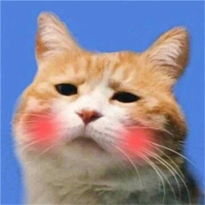 情侣头像可爱小动物的一人一张🐾精选微信最新动物CP情头一猫一狗