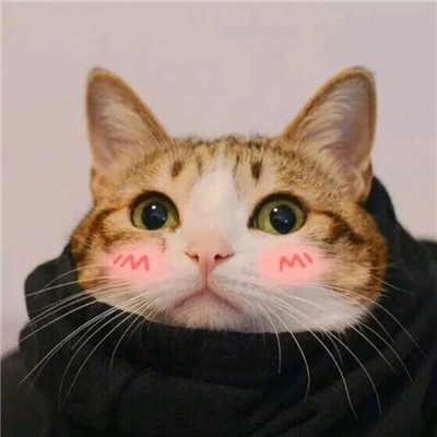 小动物情侣头像呆萌一对🐱🐶精选不可错过的超萌动物情头
