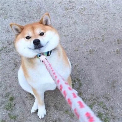 动物情侣头像一人一半🐾精选萌宠情头一左一右