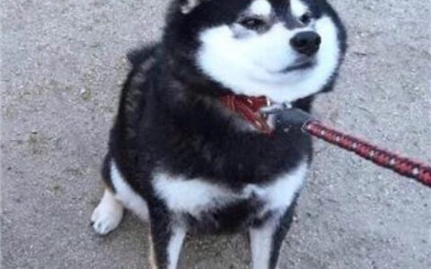 动物情侣头像一人一半🐾精选萌宠情头一左一右