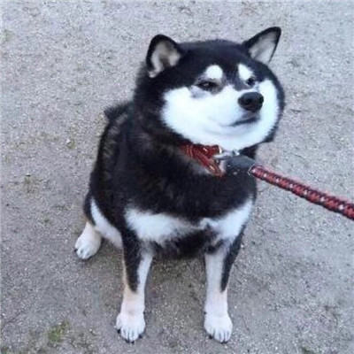 动物情侣头像一人一半🐾精选萌宠情头一左一右