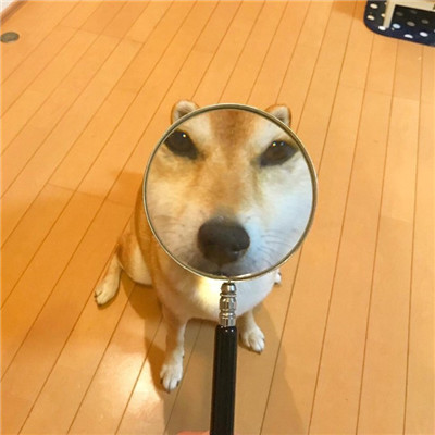 动物情侣头像一人一半🐾精选萌宠情头一左一右