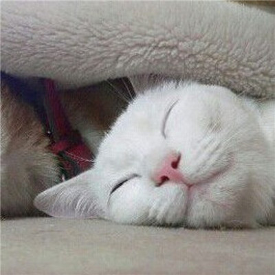 动物情侣头像一人一半🐾精选萌宠情头一左一右