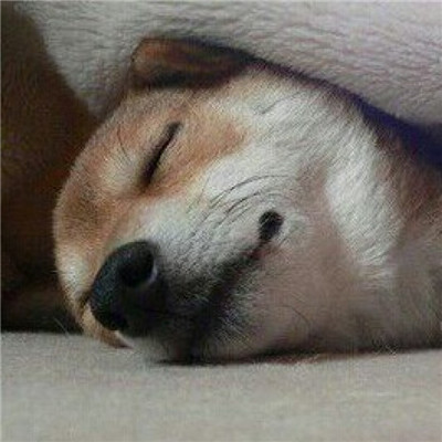 动物情侣头像一人一半🐾精选萌宠情头一左一右