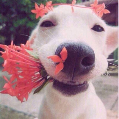 动物情侣头像一人一半🐾精选萌宠情头一左一右