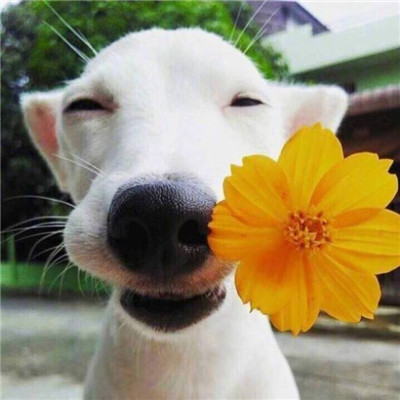 动物情侣头像一人一半🐾精选萌宠情头一左一右