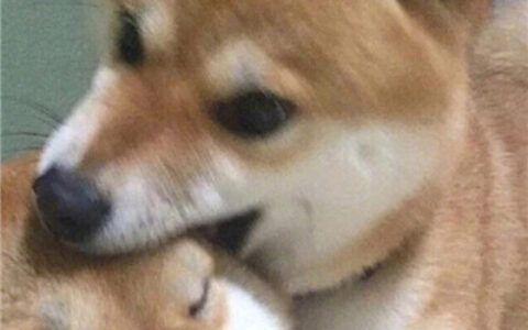 情侣头像呆萌两张配对🐾情侣头像猫狗可爱卖萌