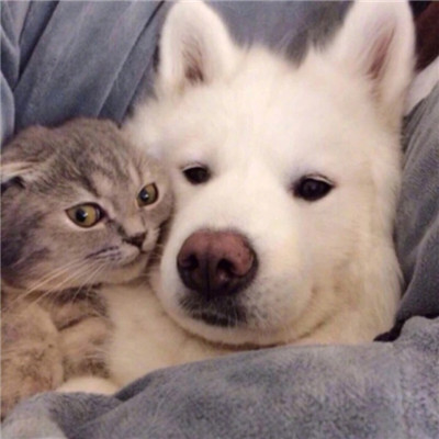情侣头像呆萌两张配对🐾情侣头像猫狗可爱卖萌
