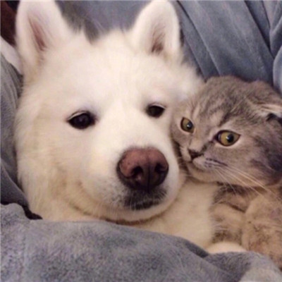 情侣头像呆萌两张配对🐾情侣头像猫狗可爱卖萌