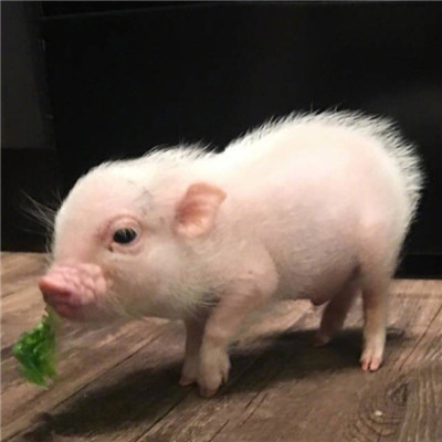 情侣头像呆萌两张配对🐾情侣头像猫狗可爱卖萌