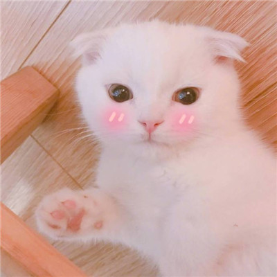情侣头像呆萌两张配对🐾情侣头像猫狗可爱卖萌