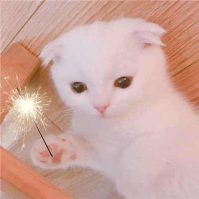 情侣头像呆萌两张配对🐾情侣头像猫狗可爱卖萌