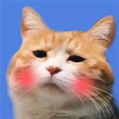 情侣头像呆萌两张配对🐾情侣头像猫狗可爱卖萌