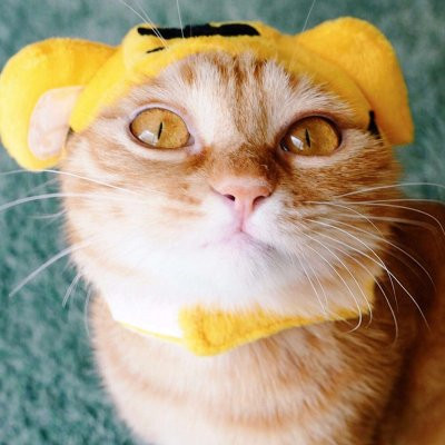 超萌超可爱的一猫一狗情侣头像高清图片 一猫一狗可爱情侣头像