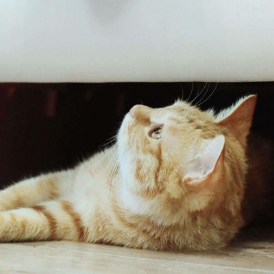超萌超可爱的一猫一狗情侣头像高清图片 一猫一狗可爱情侣头像