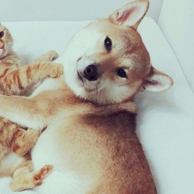超萌超可爱的一猫一狗情侣头像高清图片 一猫一狗可爱情侣头像