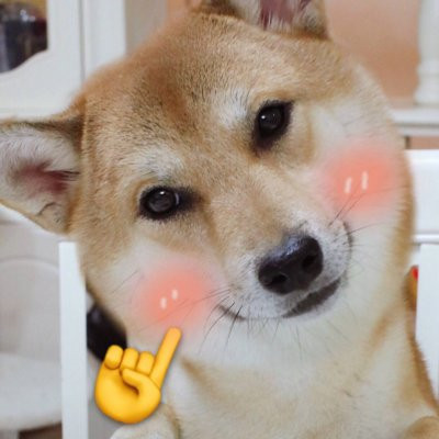 超萌超可爱的一猫一狗情侣头像高清图片 一猫一狗可爱情侣头像