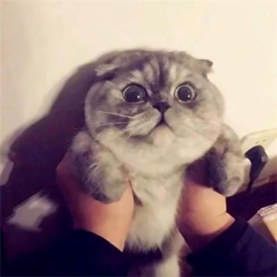 超萌超可爱的一猫一狗情侣头像高清图片 一猫一狗可爱情侣头像